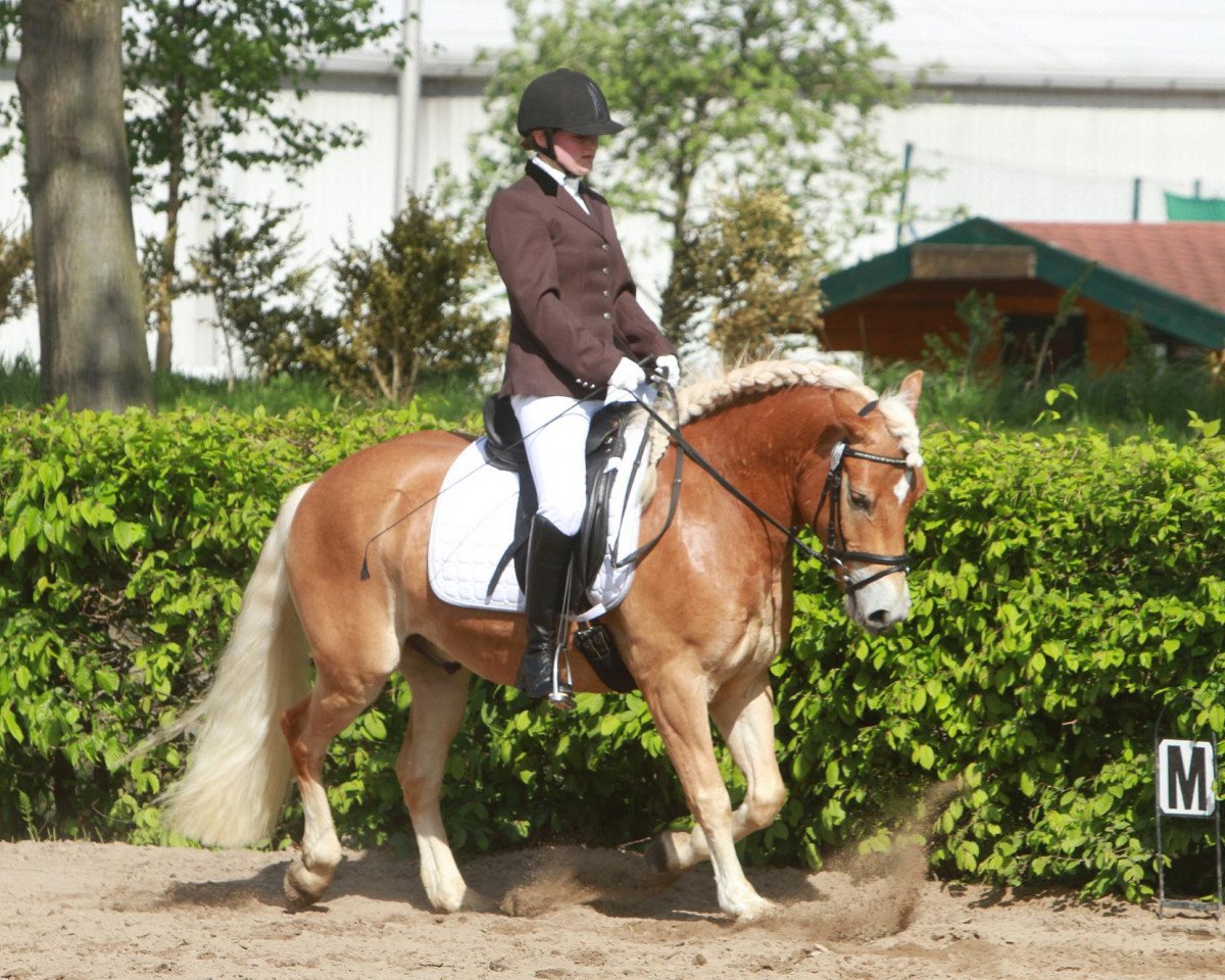 dressage horse Nero 468 (Pony without race description, 2008)