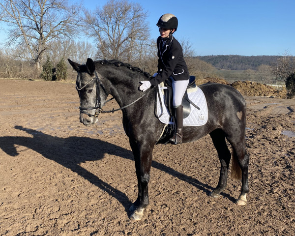 dressage horse Day of Life 4 (German Sport Horse, 2017, from Cheetano)