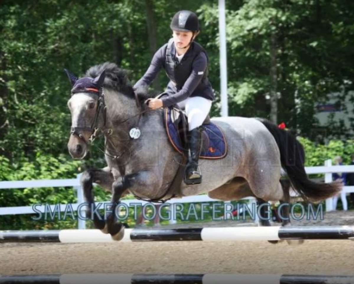 Dressurpferd Porthall Romeo (Connemara-Pony, 2006, von Ashfield Romeo)