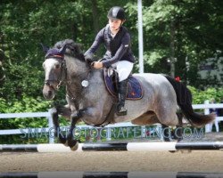 dressage horse Porthall Romeo (Connemara Pony, 2006, from Ashfield Romeo)