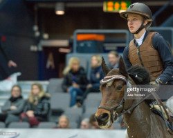 Pferd Hesperus Eagle (Connemara-Pony, 1999, von Ashfield Jovial Joker)