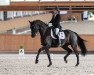 dressage horse Danny Ocean 7 (Oldenburg, 2014, from Dante Weltino Old)