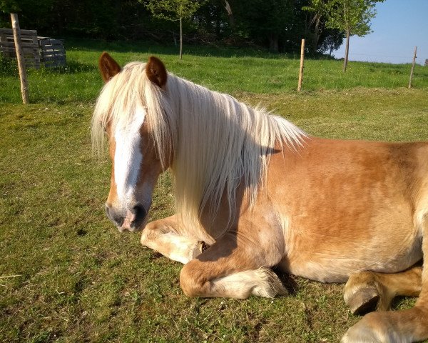 horse Mirabell (Haflinger, 1991, from Mando)