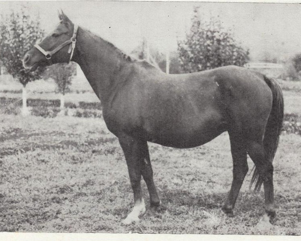 Zuchtstute Monogramma 1963 ox (Vollblutaraber, 1963, von Knippel 1954 ox)