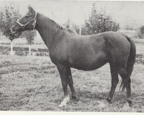 broodmare Monogramma 1963 ox (Arabian thoroughbred, 1963, from Knippel 1954 ox)