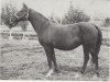 broodmare Monogramma 1963 ox (Arabian thoroughbred, 1963, from Knippel 1954 ox)