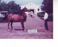 broodmare Matritsa 1978 ox (Arabian thoroughbred, 1978, from Topol 1958 ox)