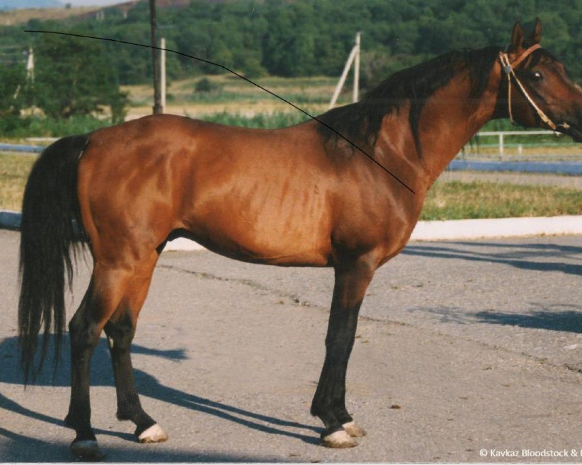 stallion Mat ox (Arabian purebred, 1989, from Armaniak ox)