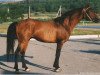 stallion Mat ox (Arabian thoroughbred, 1989, from Armaniak ox)