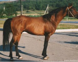 stallion Mat ox (Arabian thoroughbred, 1989, from Armaniak ox)