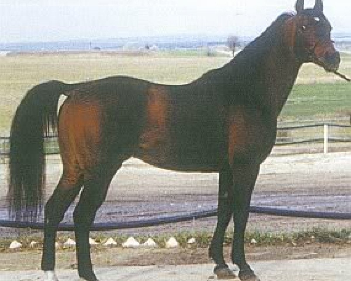 stallion Armaniak ox (Arabian purebred, 1979, from Banat 1967 ox)