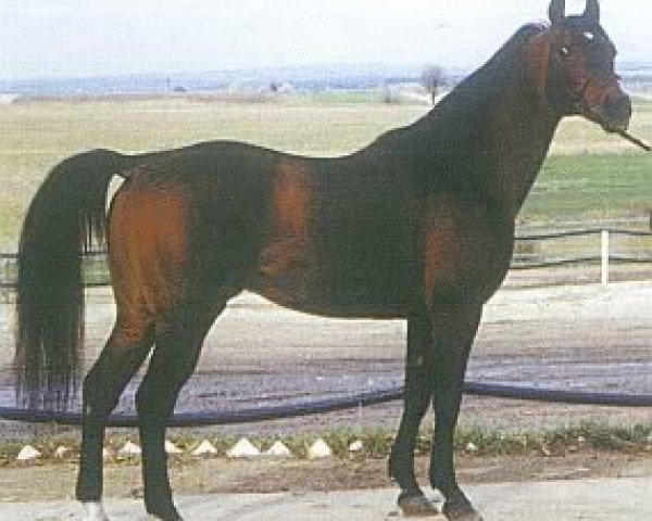 Deckhengst Armaniak ox (Vollblutaraber, 1979, von Banat 1967 ox)