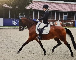 dressage horse Marjellchen S (Trakehner, 2007, from Hofrat)