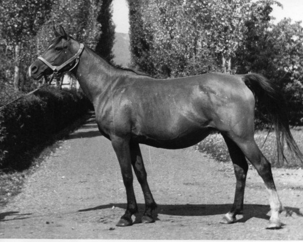 broodmare Monika 1976 ox (Arabian thoroughbred, 1976, from Nabeg 1966 ox)