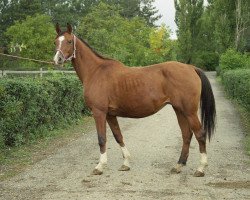 broodmare Manana 1989 ox (Arabian thoroughbred, 1989, from Armaniak ox)