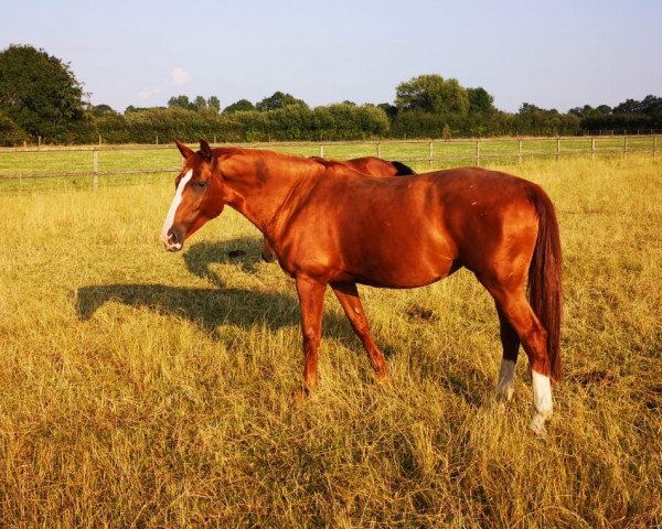 broodmare Asita (Zweibrücken, 2007, from Acorath)