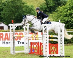 dressage horse Ashfield Hawk (Connemara Pony, 1998, from Ashfield Sparrow)