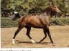 stallion Kapral 1980 ox (Arabian thoroughbred, 1980, from Pesniar 1975 ox)