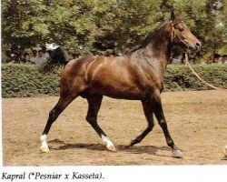 stallion Kapral 1980 ox (Arabian thoroughbred, 1980, from Pesniar 1975 ox)