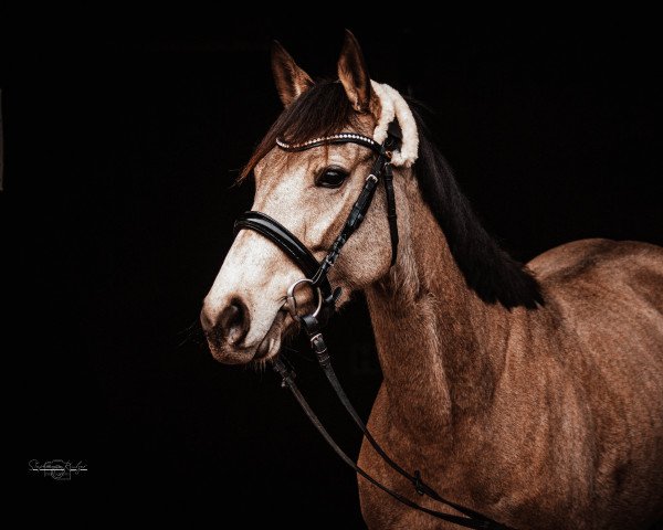 Springpferd Peanut (Irish Sport Horse, 2017, von Road to Happiness xx)