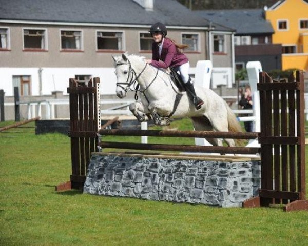 dressage horse Brickey Echo (Connemara Pony, 2010, from Ashfield Echo I Love You)