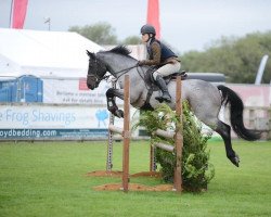 Pferd Fanad Romeo (Connemara-Pony, 2015)