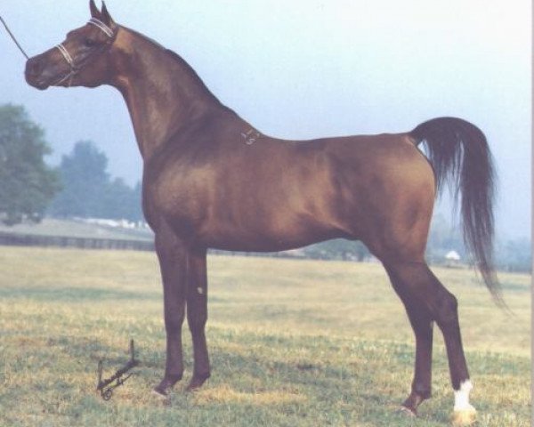 stallion Pesniar 1975 ox (Arabian thoroughbred, 1975, from Nabeg 1966 ox)