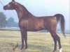 stallion Pesniar 1975 ox (Arabian thoroughbred, 1975, from Nabeg 1966 ox)