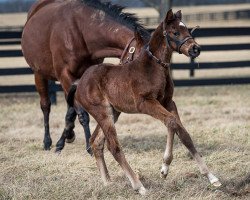 horse Stute von Street Sense xx (Thoroughbred, 2022, from Street Sense xx)