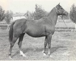 broodmare Pesnia ox (Arabian thoroughbred, 1969, from Aswan 1958 EAO)