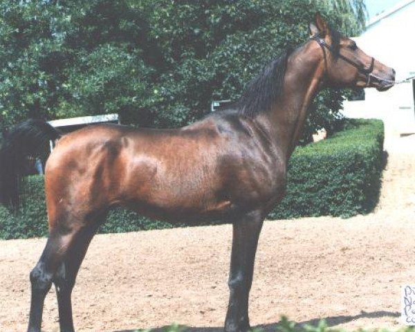 stallion Diplomant 1985 ox (Arabian thoroughbred, 1985, from Naftalin 1977 ox)