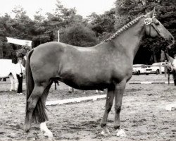 broodmare Barbara (Trakehner, 1958, from Totilas)