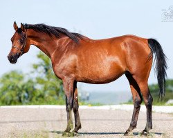 broodmare Nahodchivaia 2004 ox (Arabian thoroughbred, 2002, from Diplomant 1985 ox)