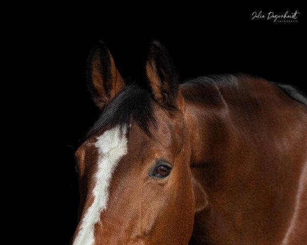 horse Gina 1678 (Hessian Warmblood, 2004, from Hengst von Gorbi)