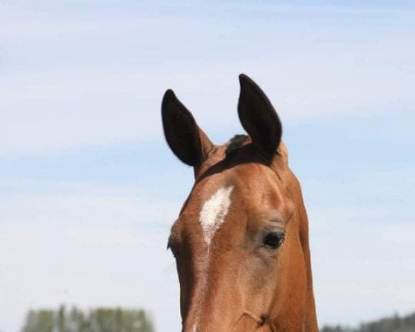 broodmare Deniz D-Keik (Akhal-Teke, 2018, from Khadir)