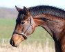 dressage horse Glamour Girl K (Oldenburg, 2019, from Glamourdale)