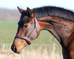 dressage horse Glamour Girl K (Oldenburg, 2019, from Glamourdale)