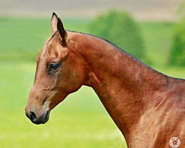 stallion Khadir (Akhal-Teke, 2015, from Dzambolat)