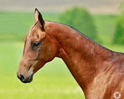 stallion Khadir (Akhal-Teke, 2015, from Dzambolat)