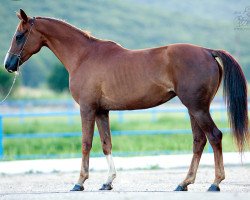 broodmare Kamasutra 2007 ox (Arabian thoroughbred, 2007, from Marwan I ox)