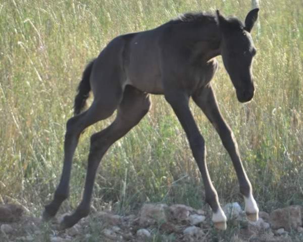 broodmare Petunia JR (Pura Raza Espanola (PRE), 2014, from Hilador IX)