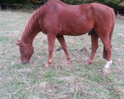 horse Rebell (Westfale, 1985, from Rinaldini)