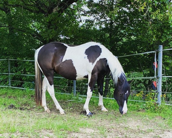 Pferd Cherokees Black Summer (Paint Horse, 2018, von Quinto Summer Bar)