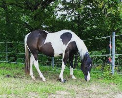 horse Cherokees Black Summer (Paint Horse, 2018, from Quinto Summer Bar)