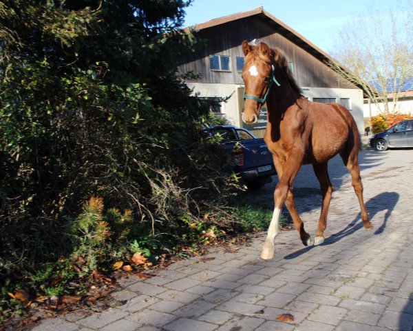 dressage horse Crosswind JB (Oldenburg, 2021, from Confess Color)