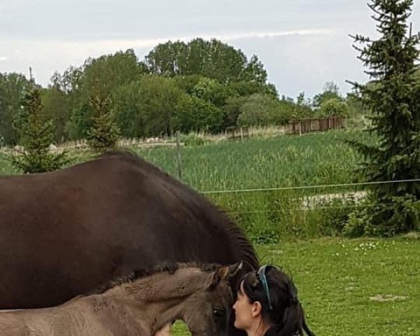 broodmare Baltic Light von der Dänenwiek (German Riding Pony, 2020, from Night-Cup)