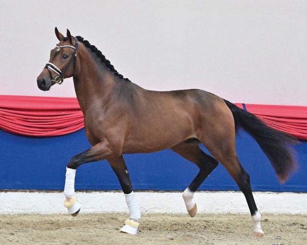 stallion Encanto (Oldenburg, 2019, from Escolar)