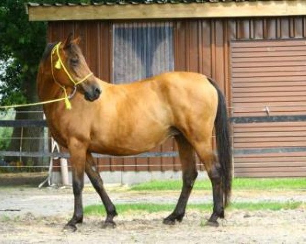 broodmare Dialista ox (Arabian thoroughbred,  , from Czersk ox)