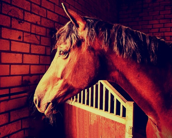dressage horse Enzos Glück (Rhinelander, 2015, from Enzo Ferrari)