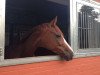 dressage horse Donna 470 (Hanoverian, 2000, from Dream of Glory)